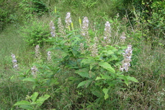 Clerodendrum serratum var. dentatum